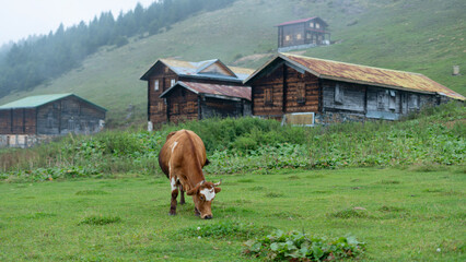 nomad livestock at top of the mountain