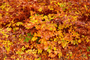 Outdoor, autumn and nature of leaves, color and peace in park, texture and season in environment. Forest, orange and plants on ground, above and travel in morning, adventure and eco friendly in woods