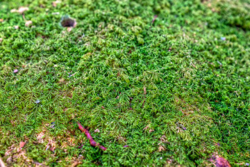 Moss Carpet