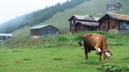 nomad livestock at top of the mountain