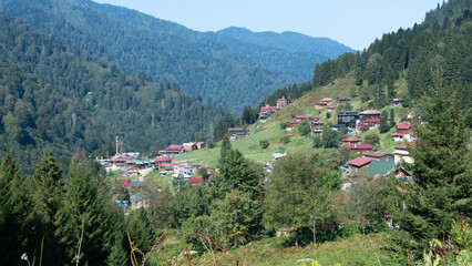 nomad livestock at top of the mountain