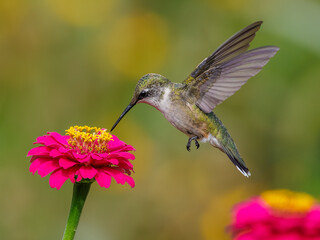 Female Ruby-throated Hummingbird