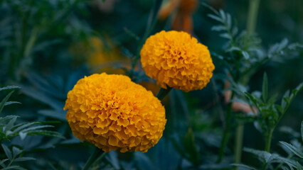 Bright orange marigold flowers standing out against a backdrop of dark green leaves, symbolizing vibrancy and growth