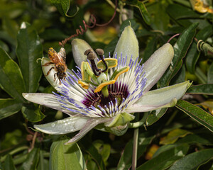 stunning passion flower blooms vibrantly, showcasing its complex structure and striking purple hues...