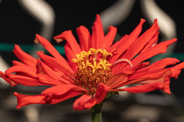Vivid red blossom showcasing vibrant yellow stamens and detailed petals, contrasted against a dark, blurred backdrop
