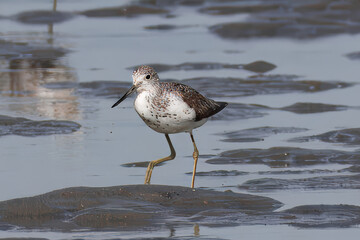 干潟を歩くアオアシシギ