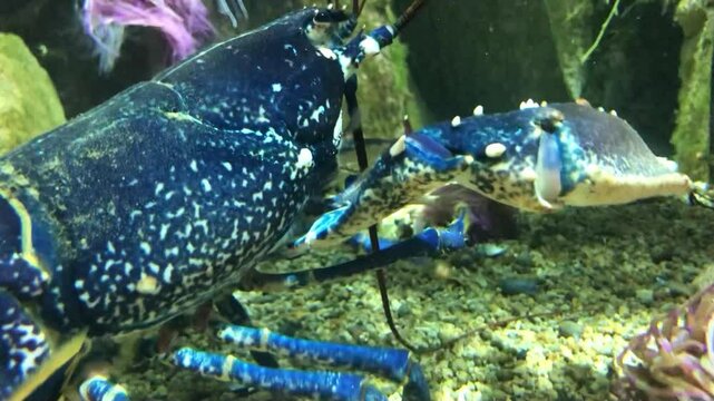 aquarium