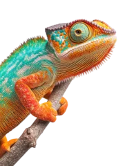 Gardinen Colorful chameleon on a branch with a white background PNG transparent. © Asier