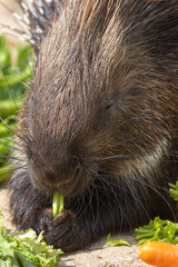 gros plan sur des porcs-épics prenant leur repas dans un parc animalier
