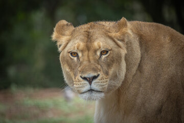 portrait d
