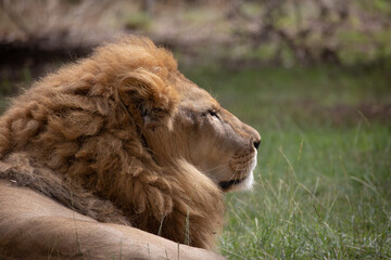 portrait d'un lion, en gros plan.	