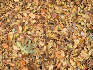 Colorful background image of fallen autumn leaves perfect for seasonal use.