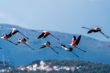 Flamingo in Albanian Lagoon Narta, Vlora © netdrimeny