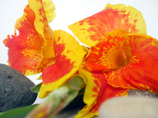 Pebbles with tropical flowers. Template for spa salon, cosmetic, massage or advertising