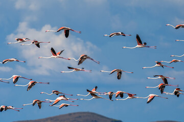 Flamingo in Albanian Lagoon Narta, Vlora