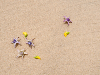 Set of flowers in a pretty summer view background on the beach