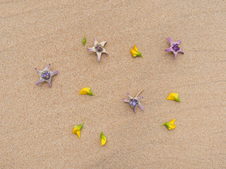 Set of flowers in a pretty summer view background on the beach