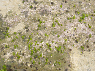 Close-up green algae wallpaper. Powerful natural sea source.