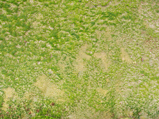 Close-up green algae wallpaper. Powerful natural sea source.