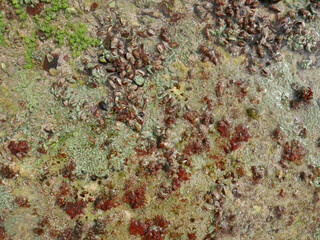 Top view of sand and rocks with moss and sea shells