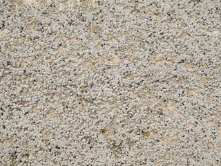 Top view of sand and rocks with moss and sea shells