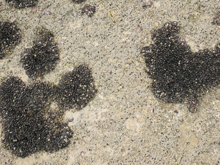 Top view of sand and rocks with moss and sea shells