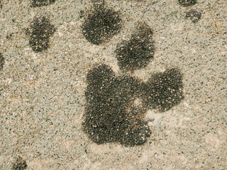Top view of sand and rocks with moss and sea shells
