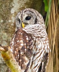 Close up of a barred owl standing on a tree branch with it's head twisted around