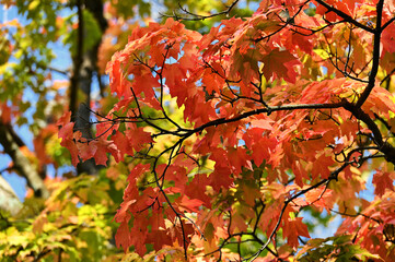 Autumn leaves in the forest, maple tree with orange and yellow fall foliage