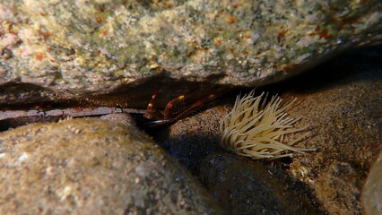 Spray crab (Percnon gibbesi) and Mediterranean snakelocks sea anemone (Anemonia sulcata) undersea, Aegean Sea, Greece, Santorini island, Vlychada beach