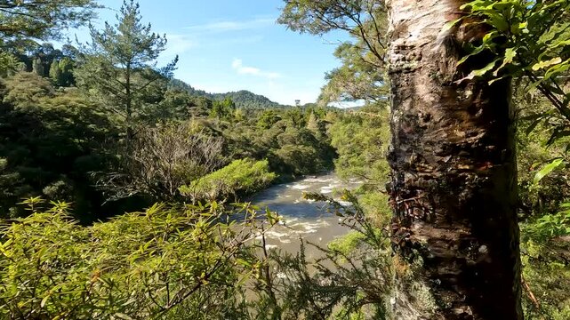 Coromandel Forest Park with a serene river winding through a vibrant Lush Native Rainforest, New Zealand