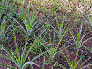 Obraz premium Pineapple garden field. Ecological growing