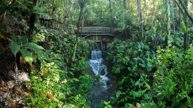 Waterfall on the Coromandel Forest Park : Exploring the Lush Native Forests and Biodiverse Landscapes of New Zealand