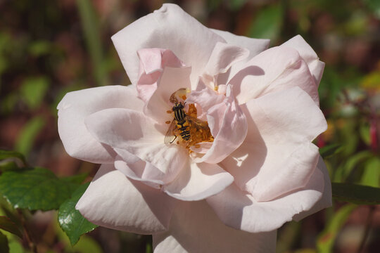 Pink rose (Rosa New Dawn) and a hoverfly, sunfly, Tiger Marsh Fly (Helophilus pendulus) on the flower. Dutch garden, Late summer, September