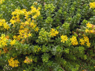 Field of blooming yellow flowers