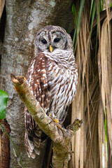 Barred owl on a branch in the woods watching it's territory.