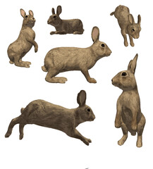 Obraz premium set of rabbits