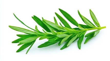 Fototapeta premium Fresh sage leaves on white background with clip path to top
