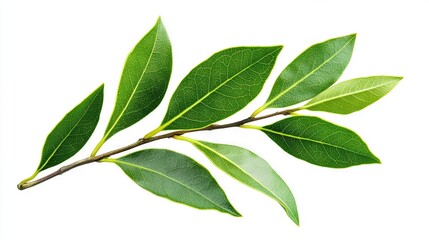   A green leaf on a twig with water droplets