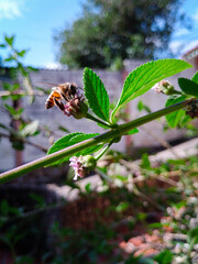 bee on a flower