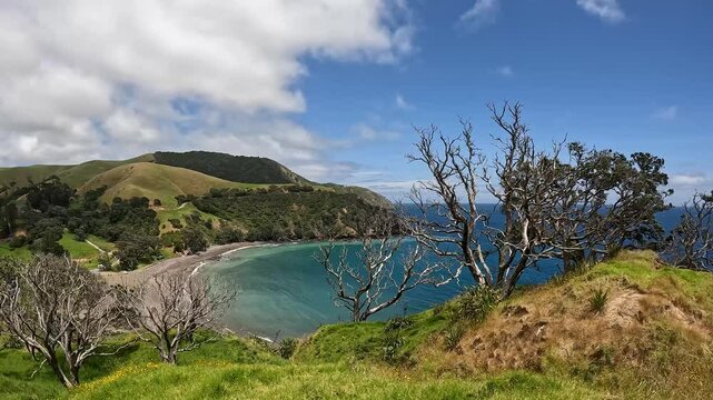 Fletcher Bay and its Rolling Hills along the remote Coromandel Coastal Walkway, Moehau Range, New Zealand