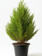 Fototapeta premium Small Christmas tree 