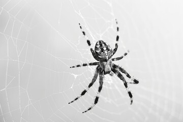 Intriguing silhouette of a spider descending gracefully from a web strand