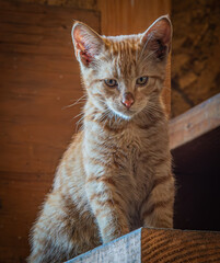 Barley Corn - Kitten on watch duty in the Farm Shop 