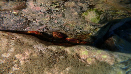 Spray crab or Sally lightfooth crab (Percnon gibbesi) undersea, Aegean Sea, Greece, Santorini island, Vlychada beach