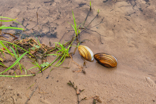 Partially open river mussel shells on sand. Pseudanodonta complanata