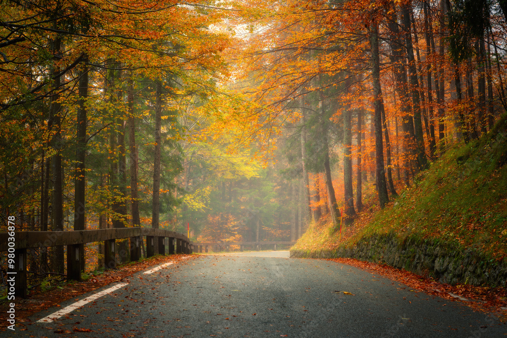Wall mural road with fallen leaves in beautiful forest in golden autumn. empty mountain road, trees with red an