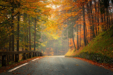 Fototapeta premium Road with fallen leaves in beautiful forest in golden autumn. Empty mountain road, trees with red and orange foliage in rain. Colorful landscape with wet road in woods in fall season. Transportation