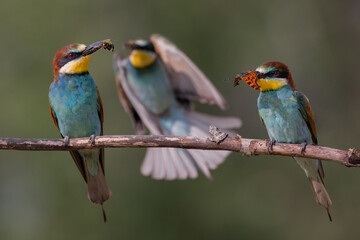 bee eaters hunting