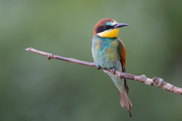 bee eater perched on branch
